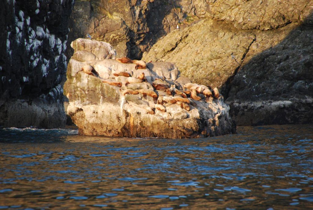 Sea lions by Cape Resurrection